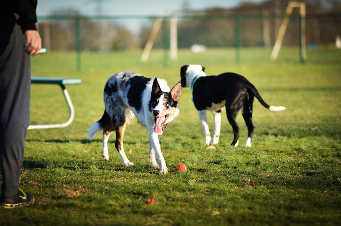 dogs at dog park