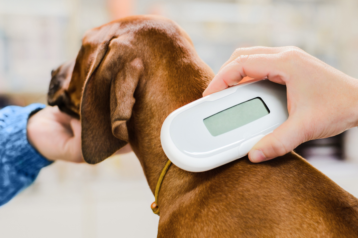 vet scanning microchip