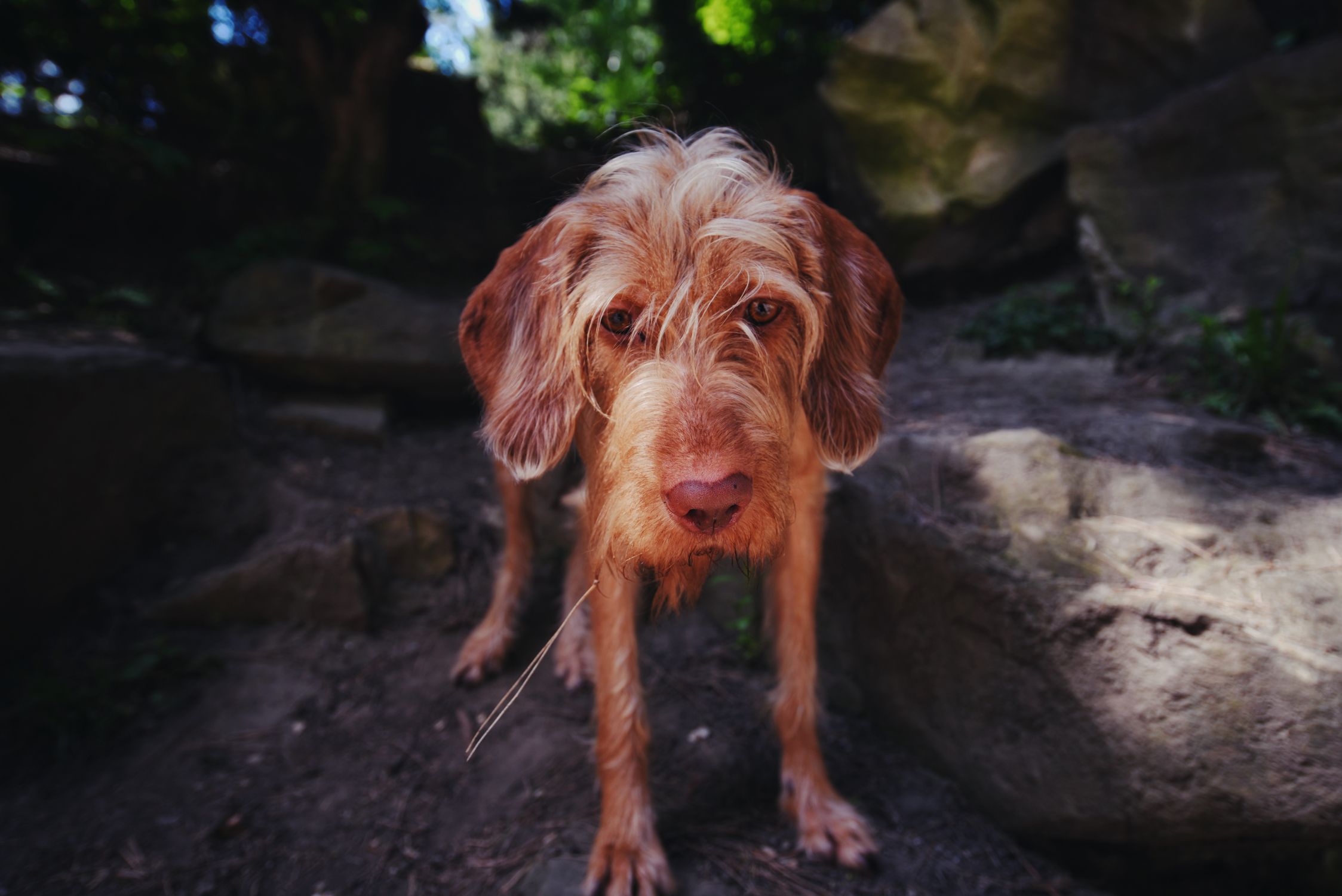 dog outdoors