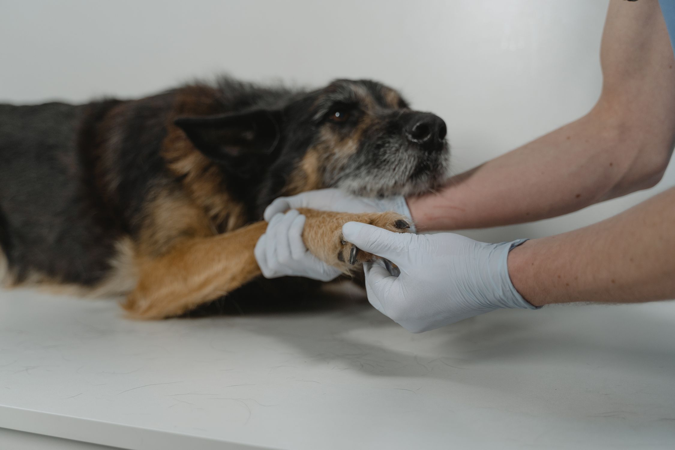 dog paw exam