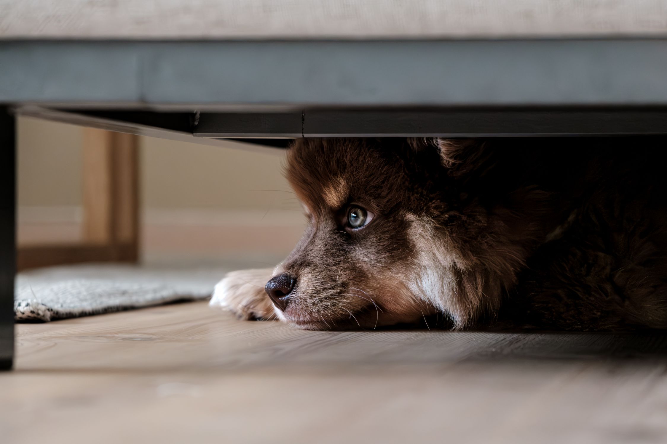 dog hiding
