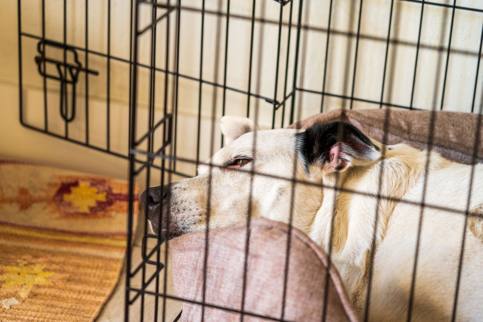 dog resting in open crate