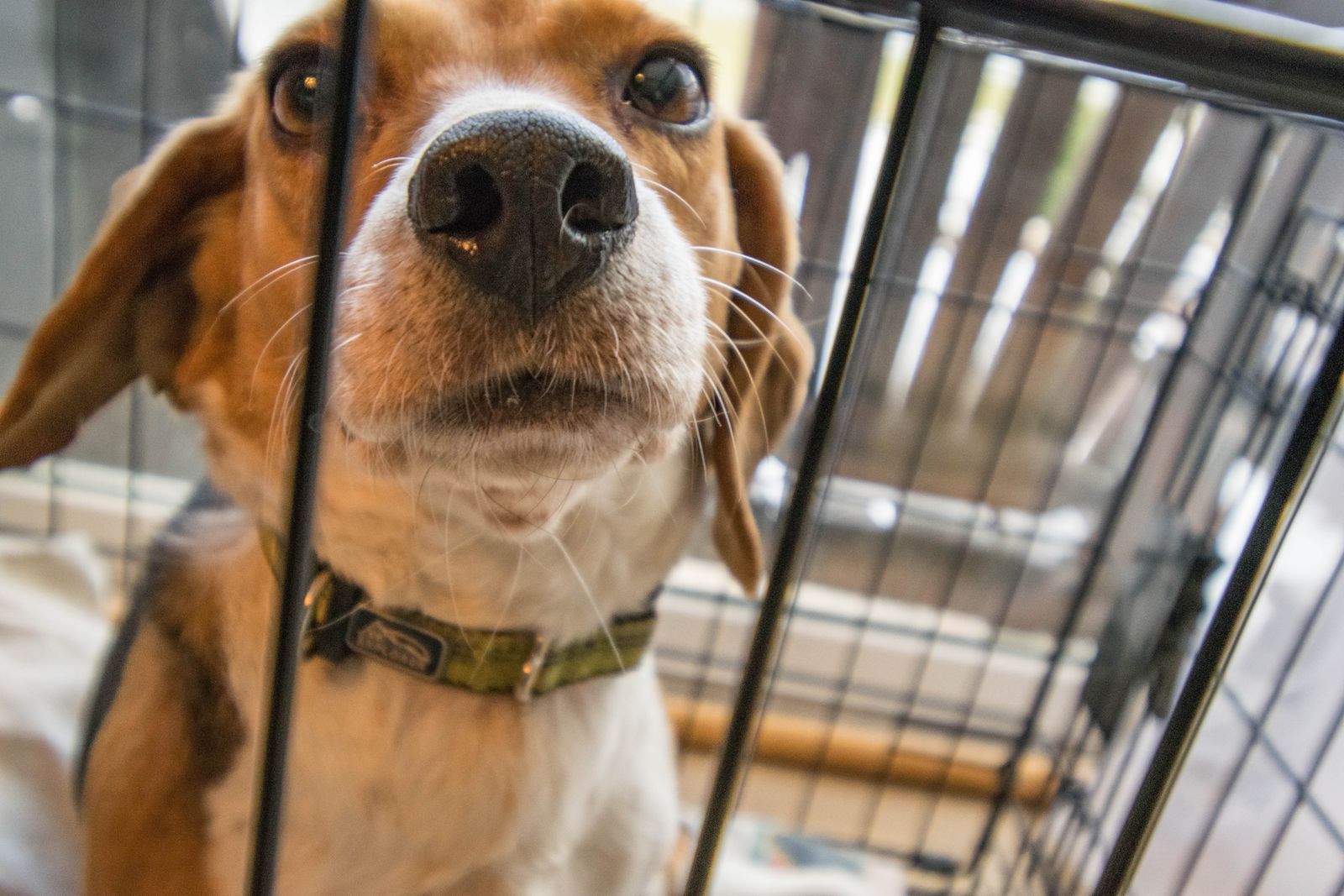 dog curious at crate door