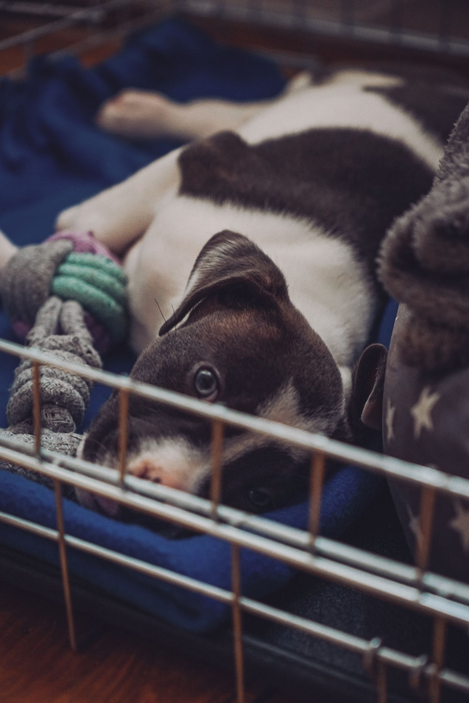 dog settled with toy in crate
