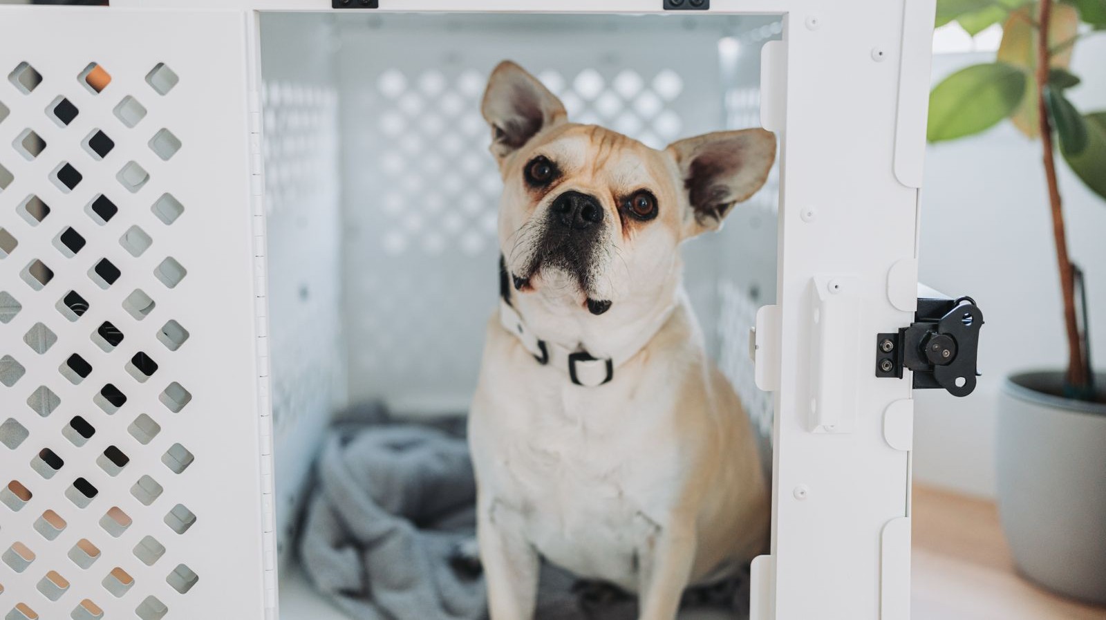 dog sitting calmly in open crate
