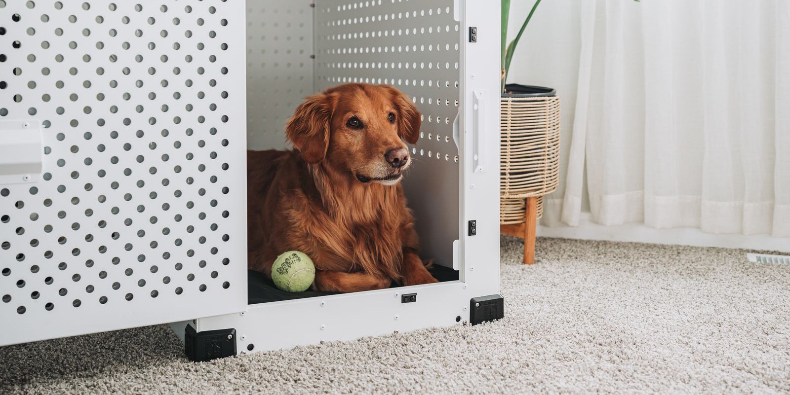 dog relaxing in crate with ball