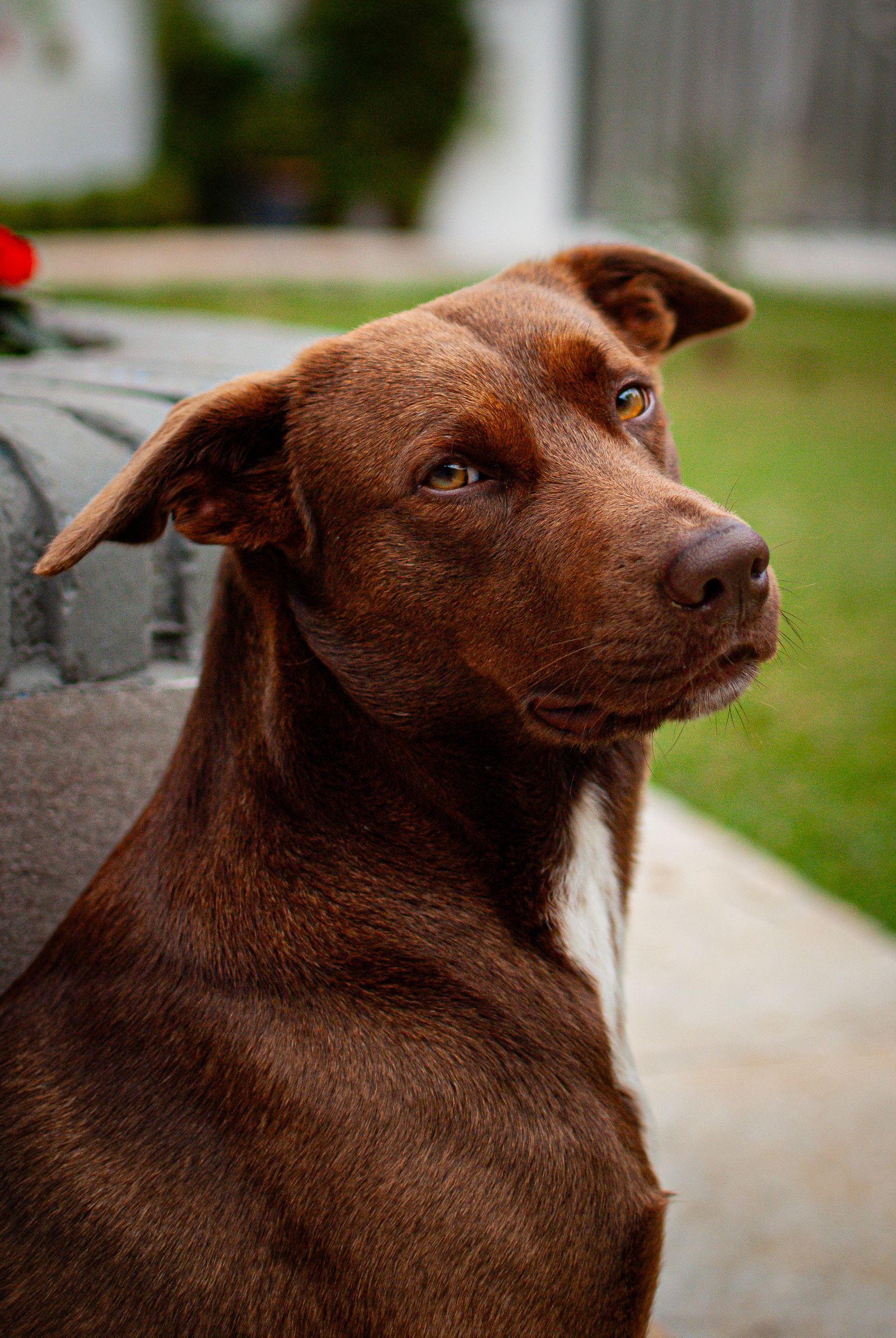 brown dog portrait at eye level