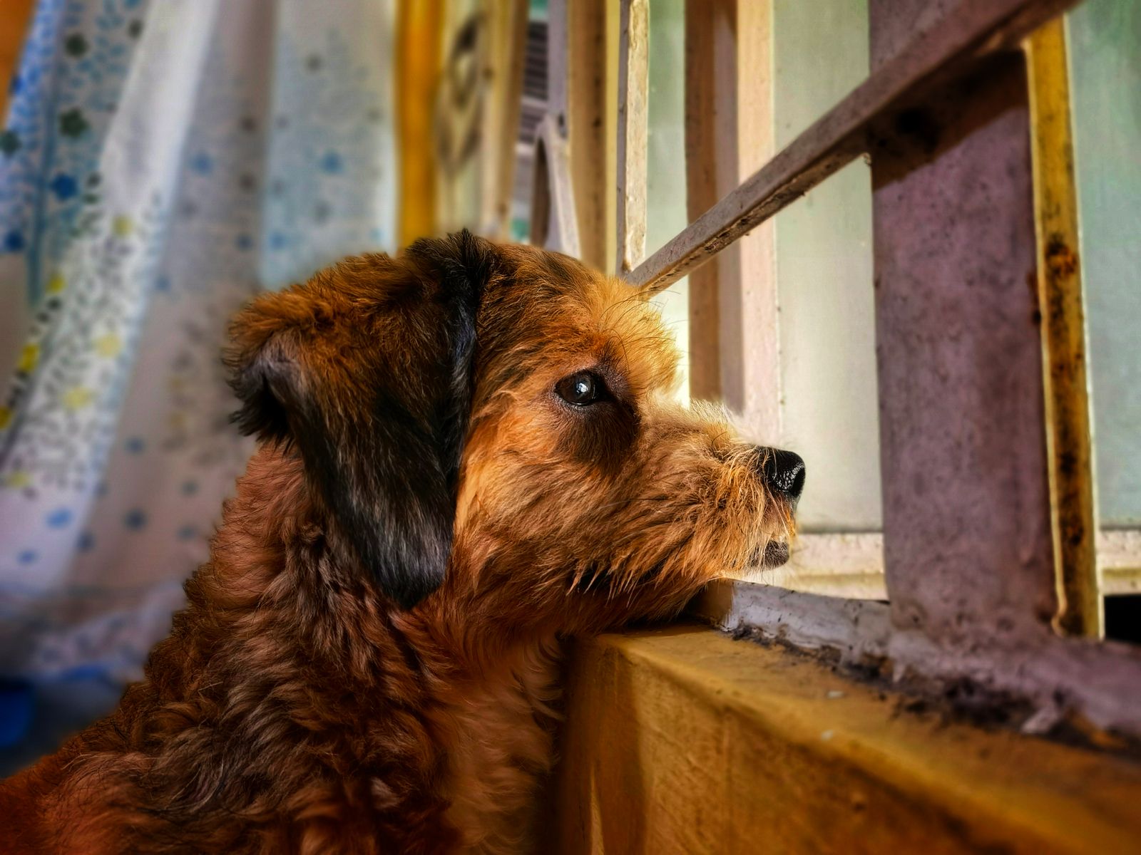 dog gazing out a window in soft daylight