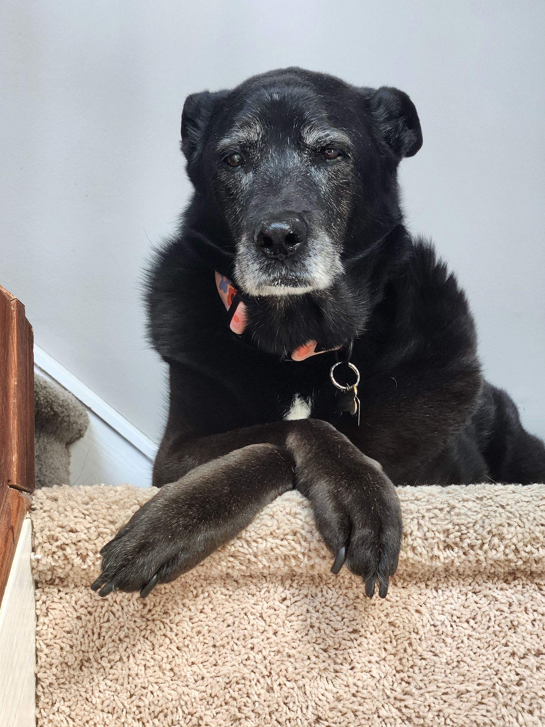 senior dog staircase