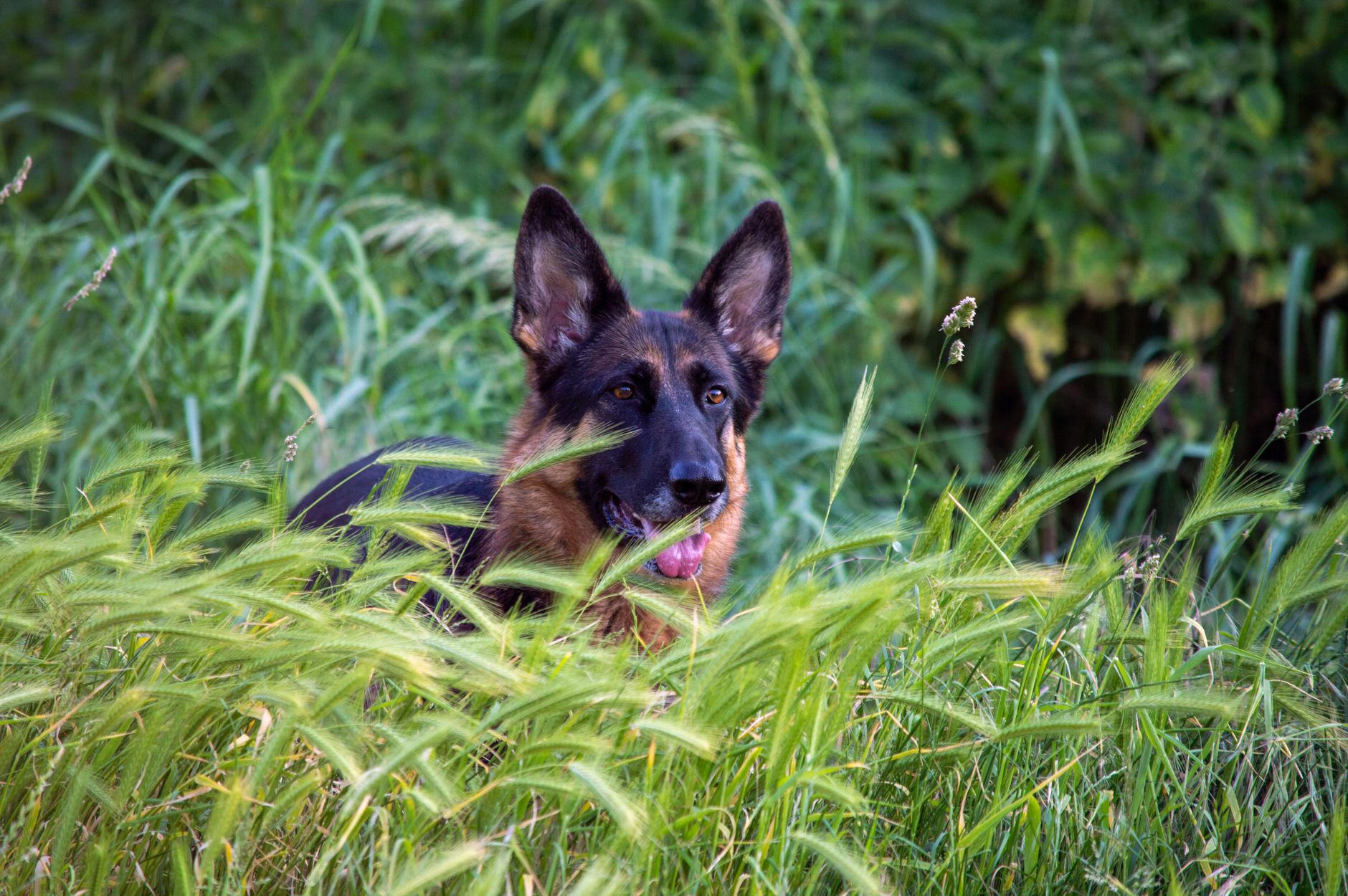 shepherd standing field