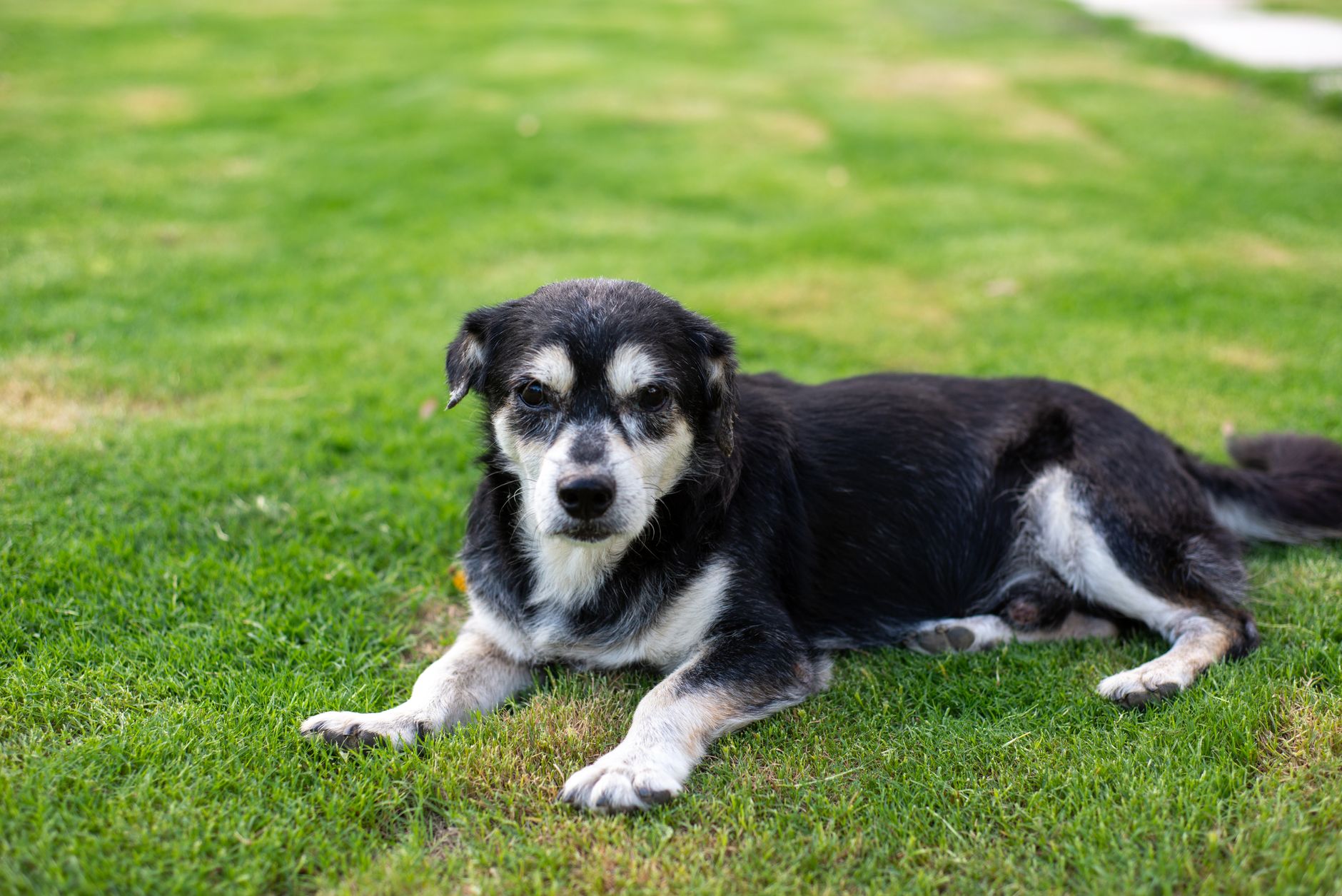 senior dog resting grass