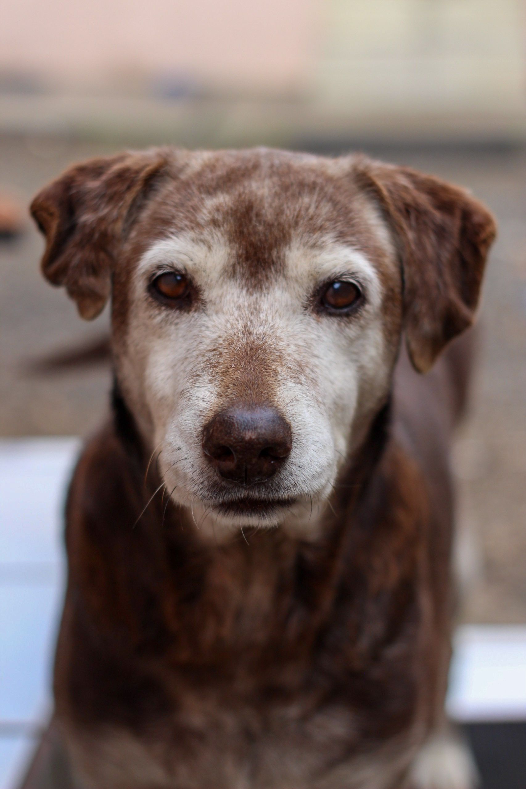 senior lab portrait