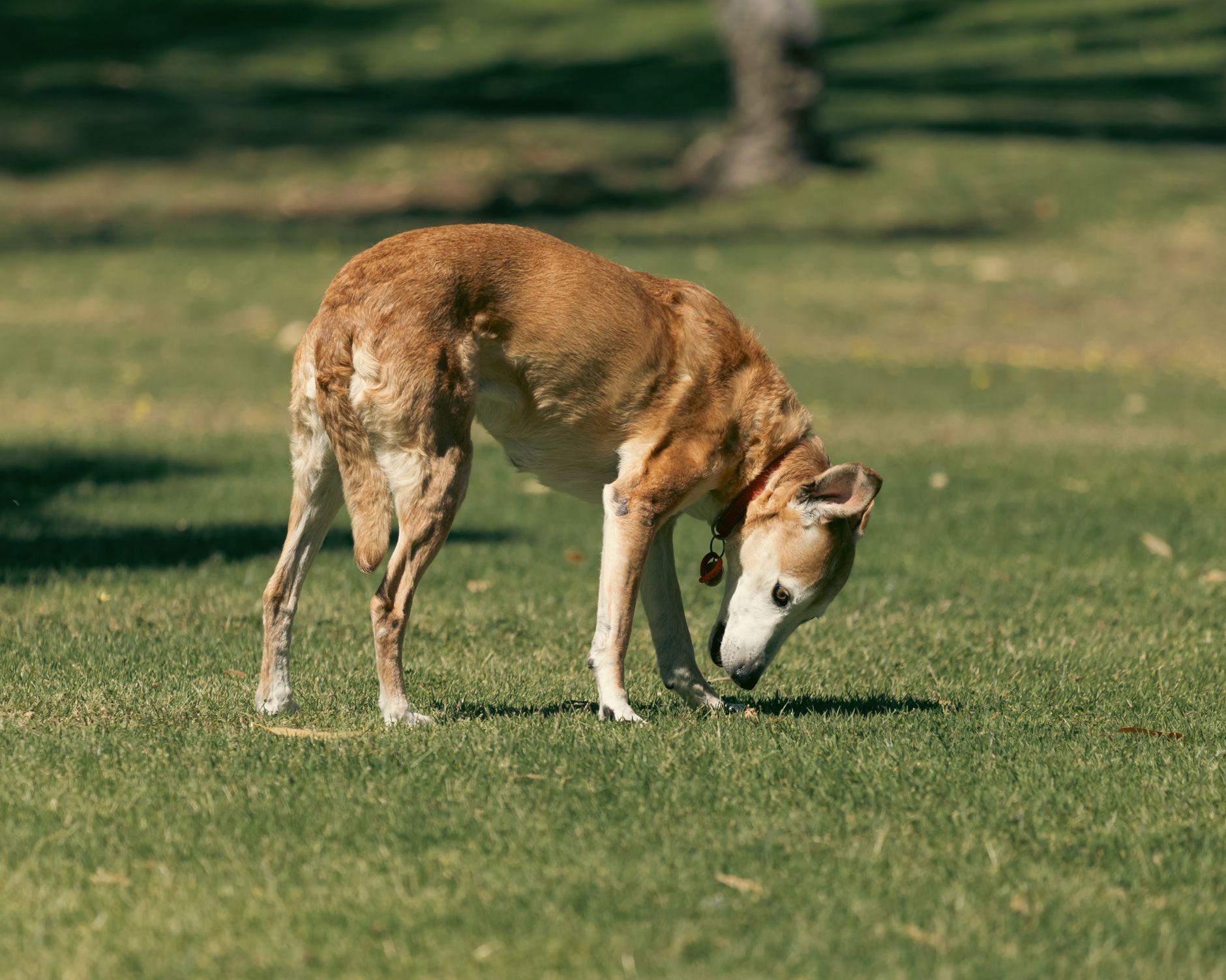 senior dog sniffing grass