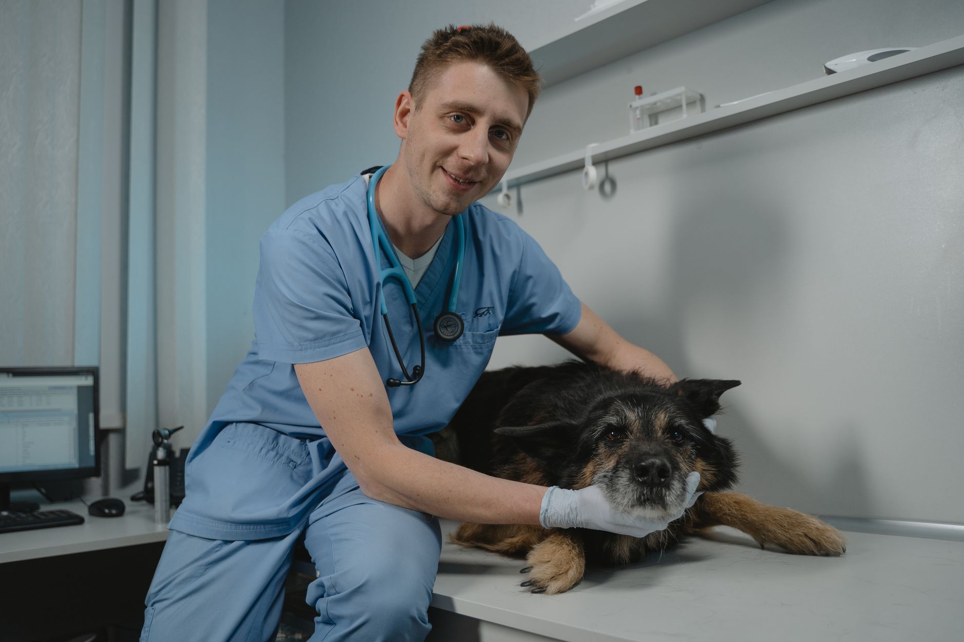 senior dog vet checkup