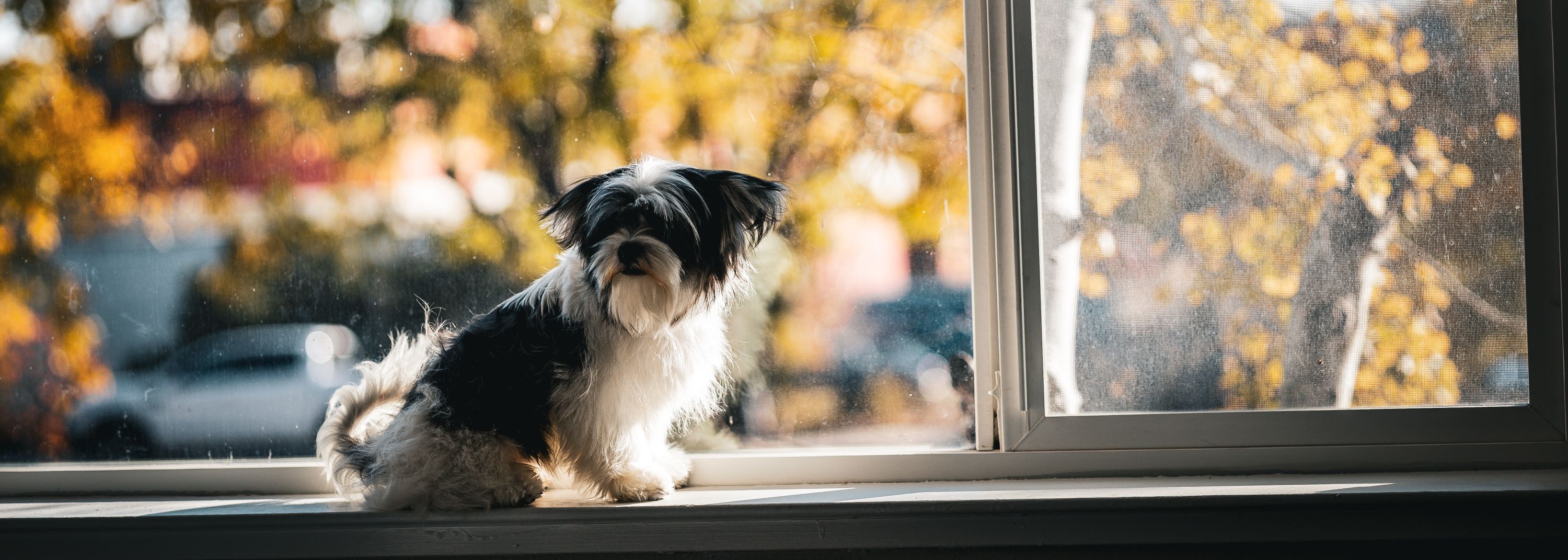 dog watching at window