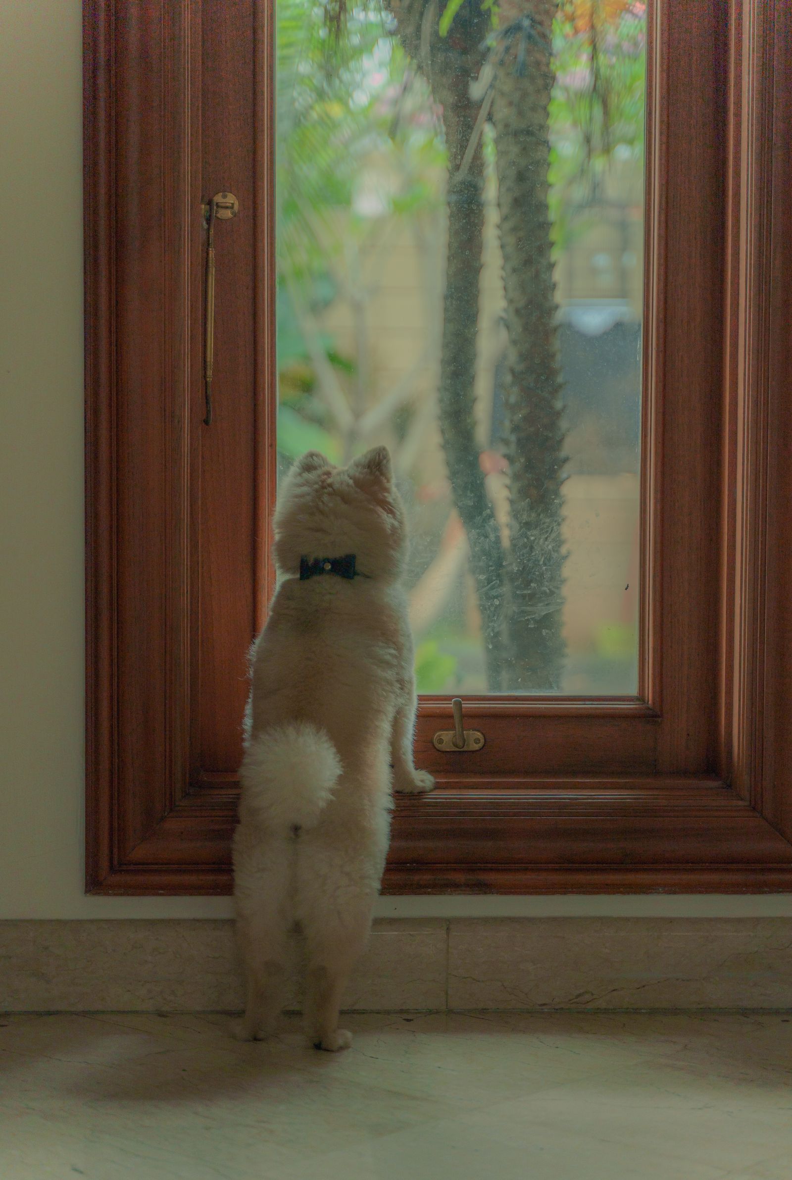 dog waiting at door