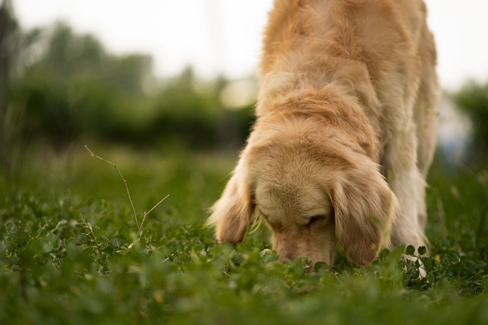 morning sniff walk