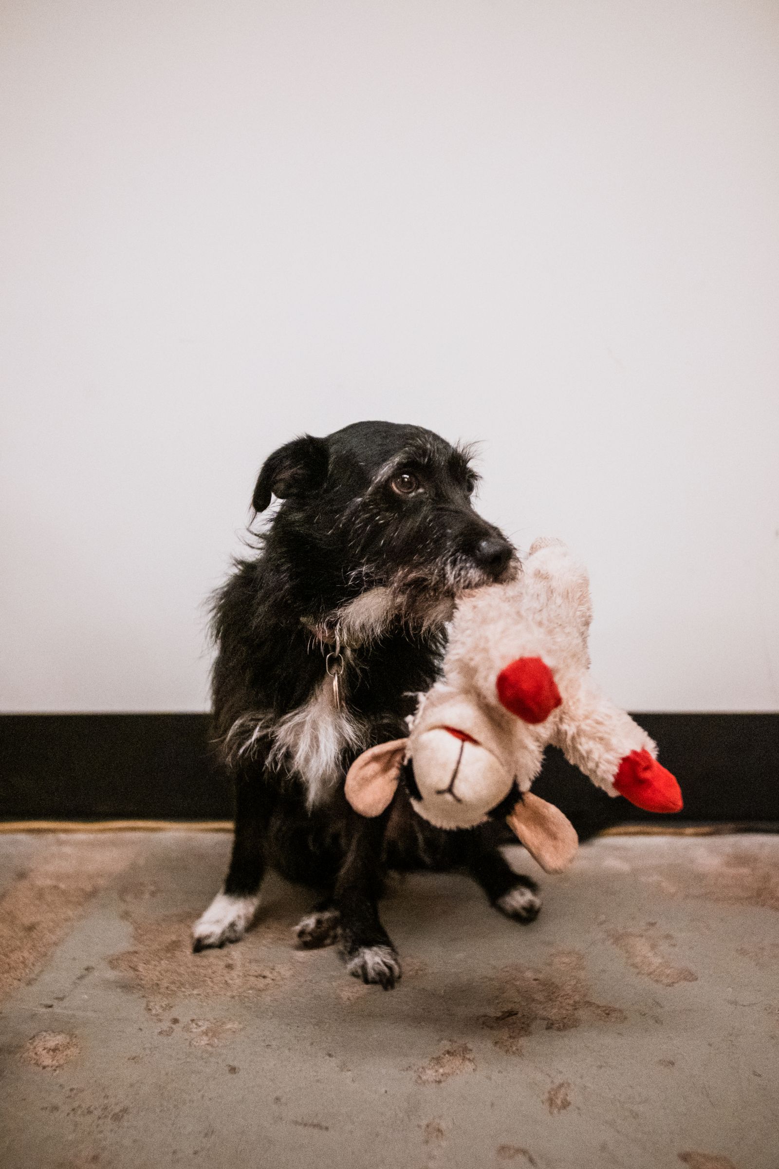 dog with toy
