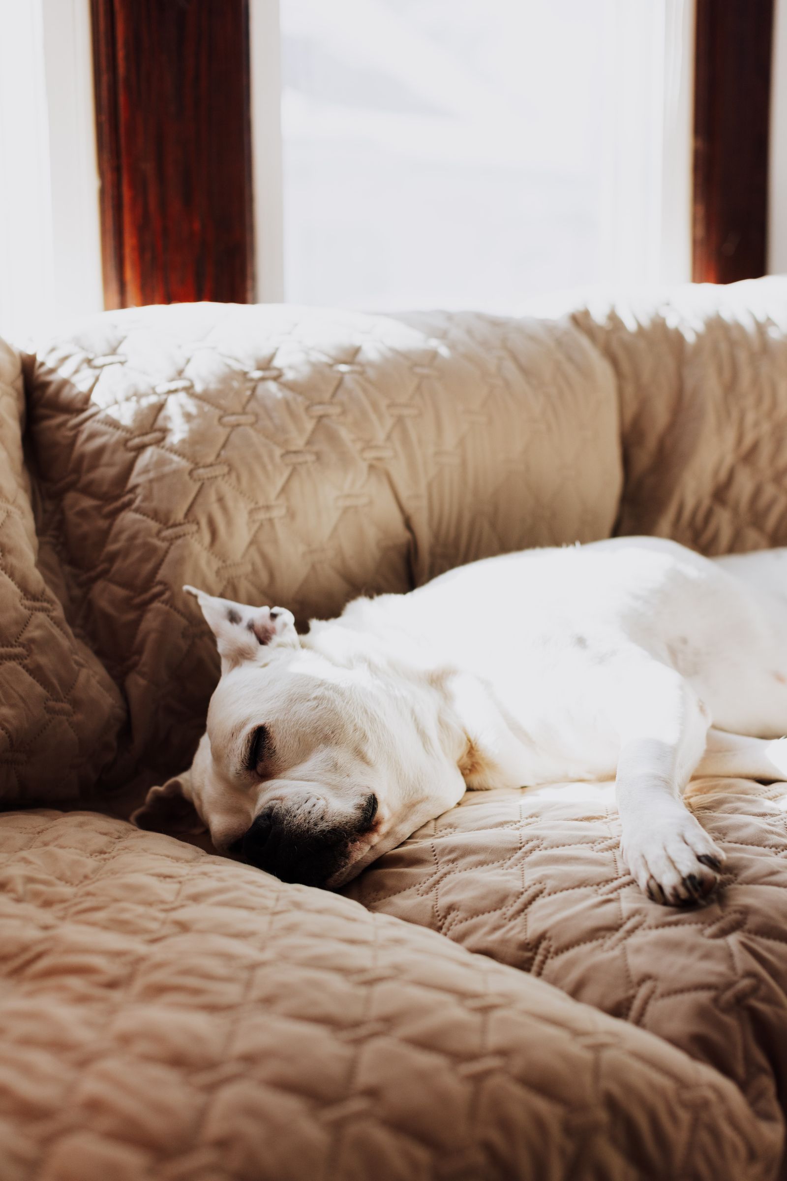 dog settled and sleeping