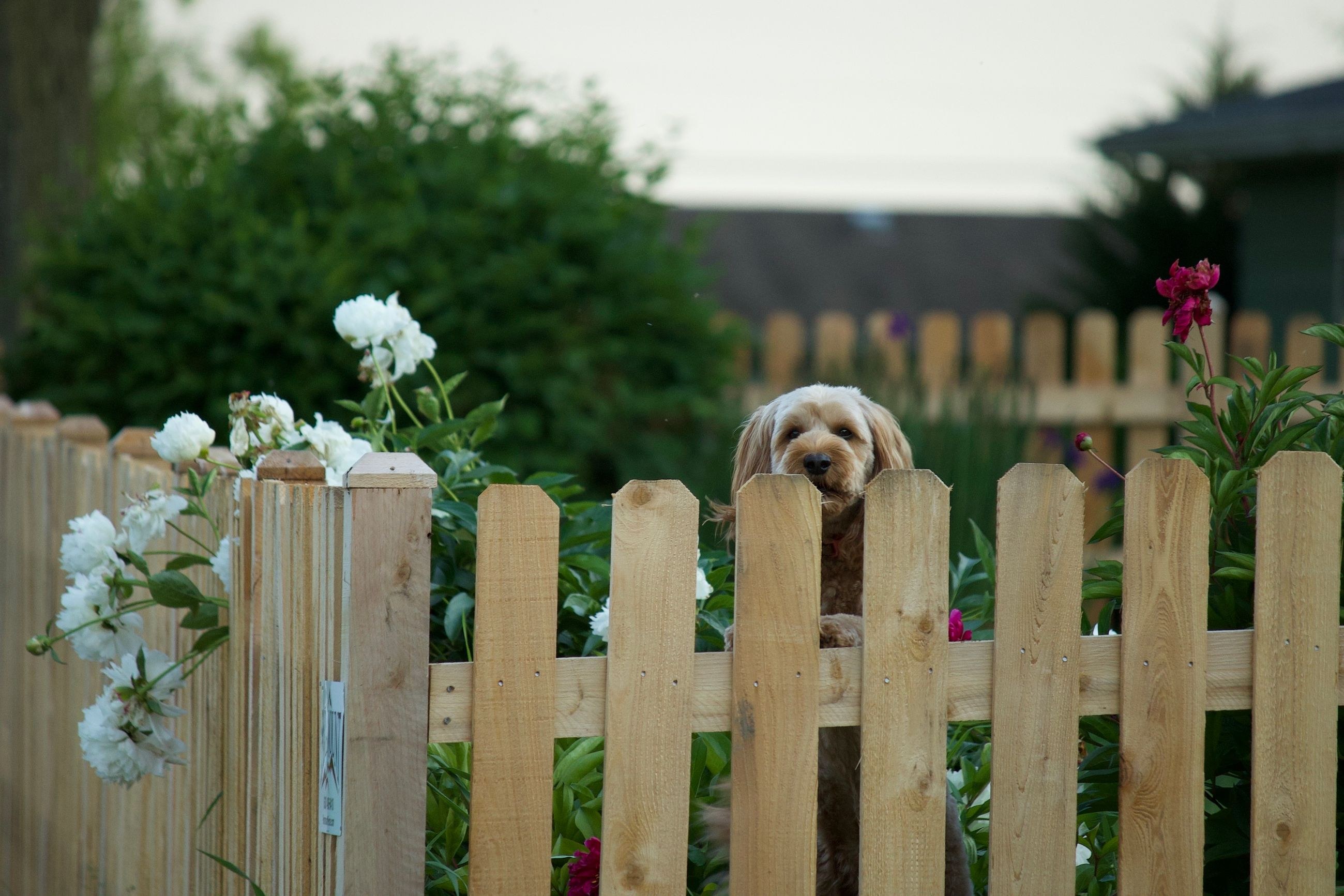 dog peeking over fence
