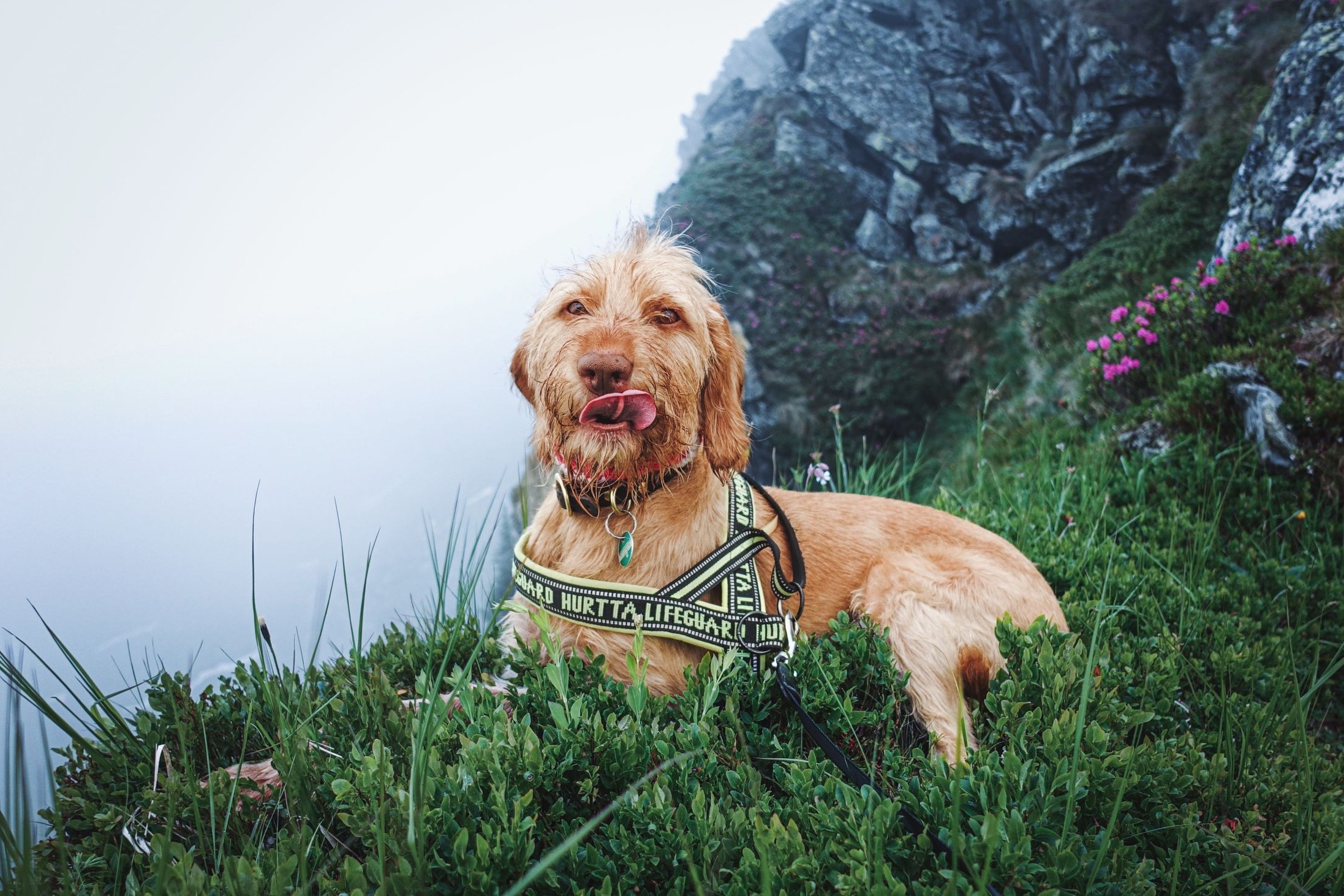 dog resting mountain trail