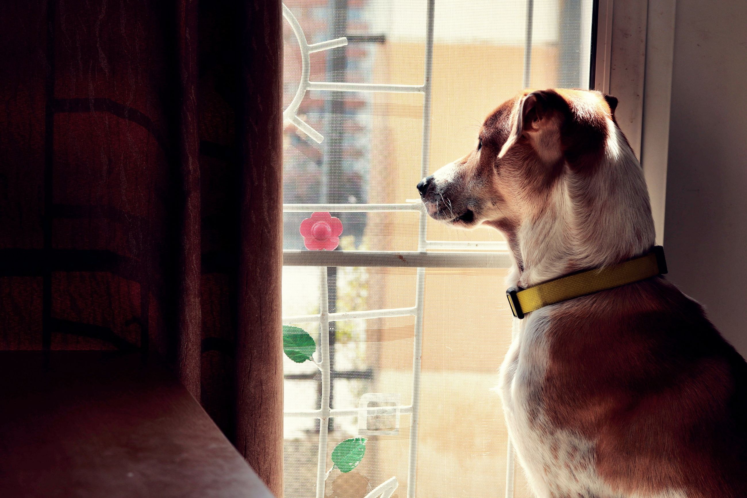 dog watching window