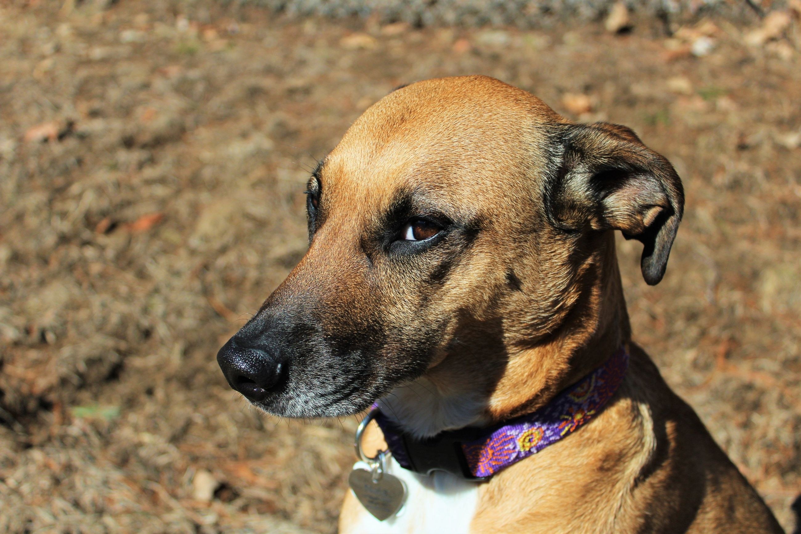 rescue dog collar