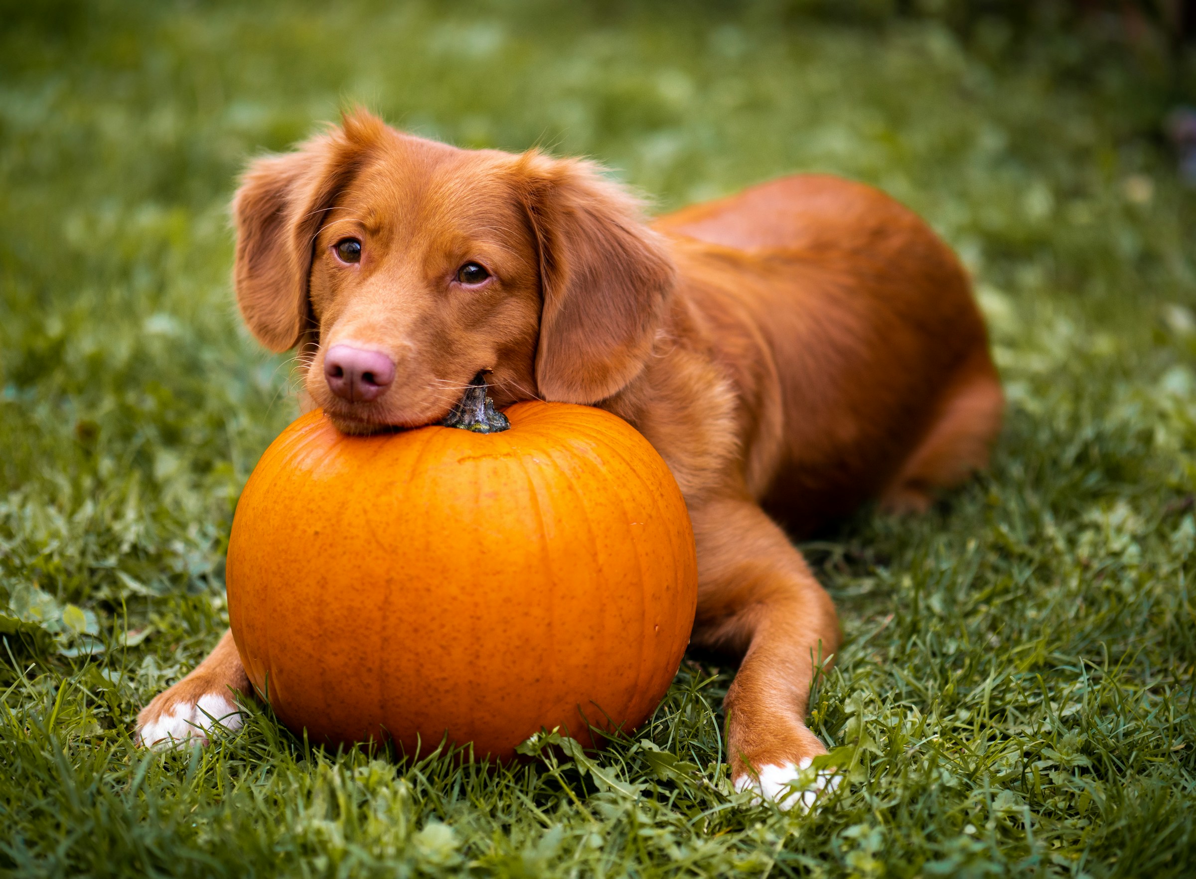 dog resting on pumpkin