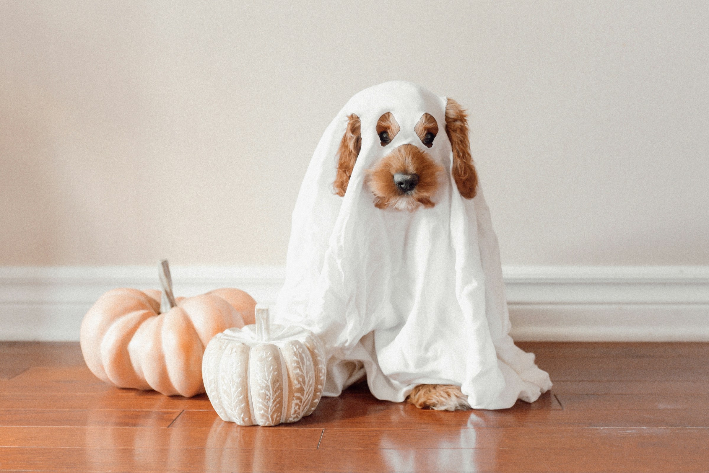 dog ghost costume