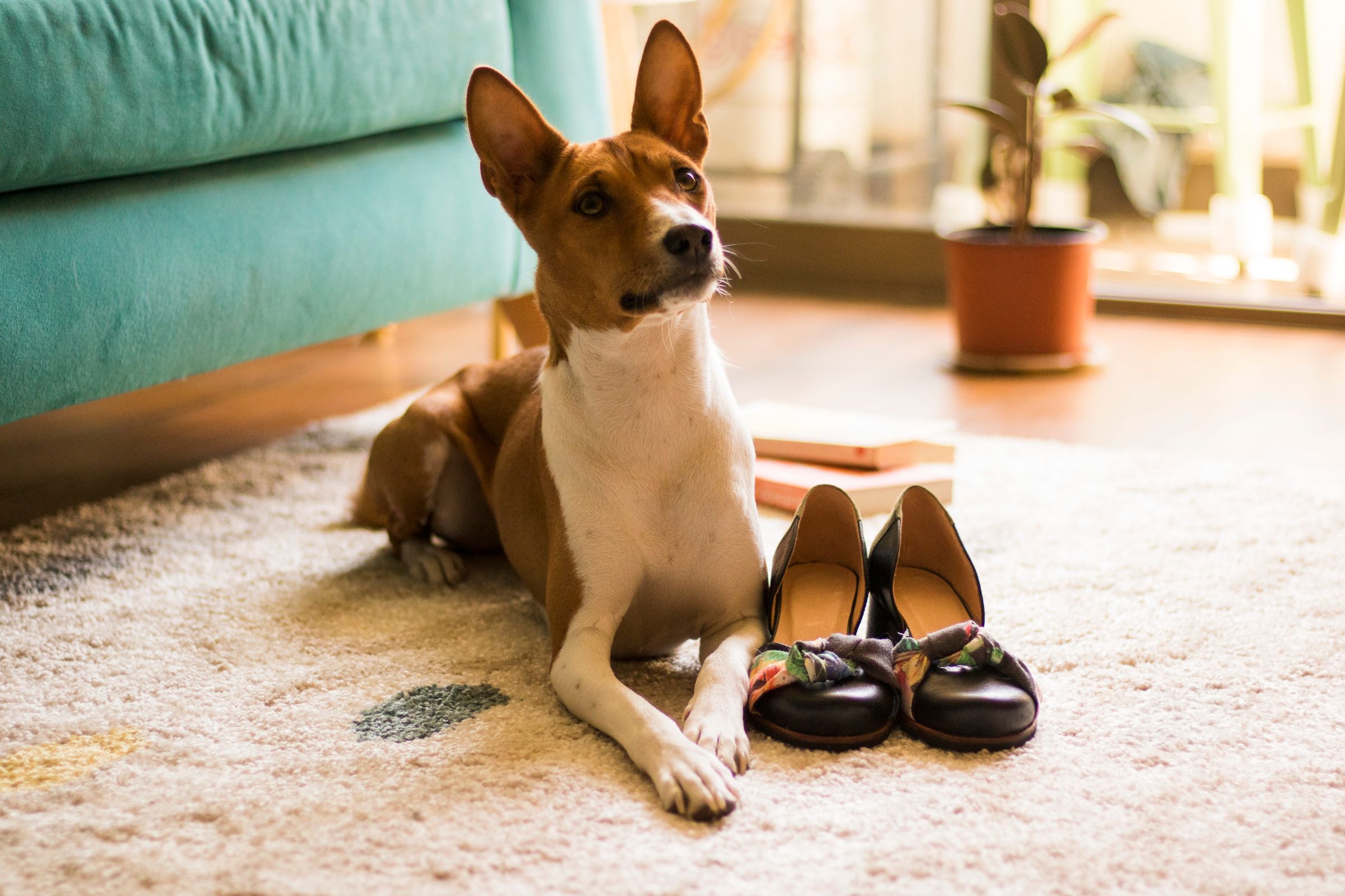 dog on rug by sofa