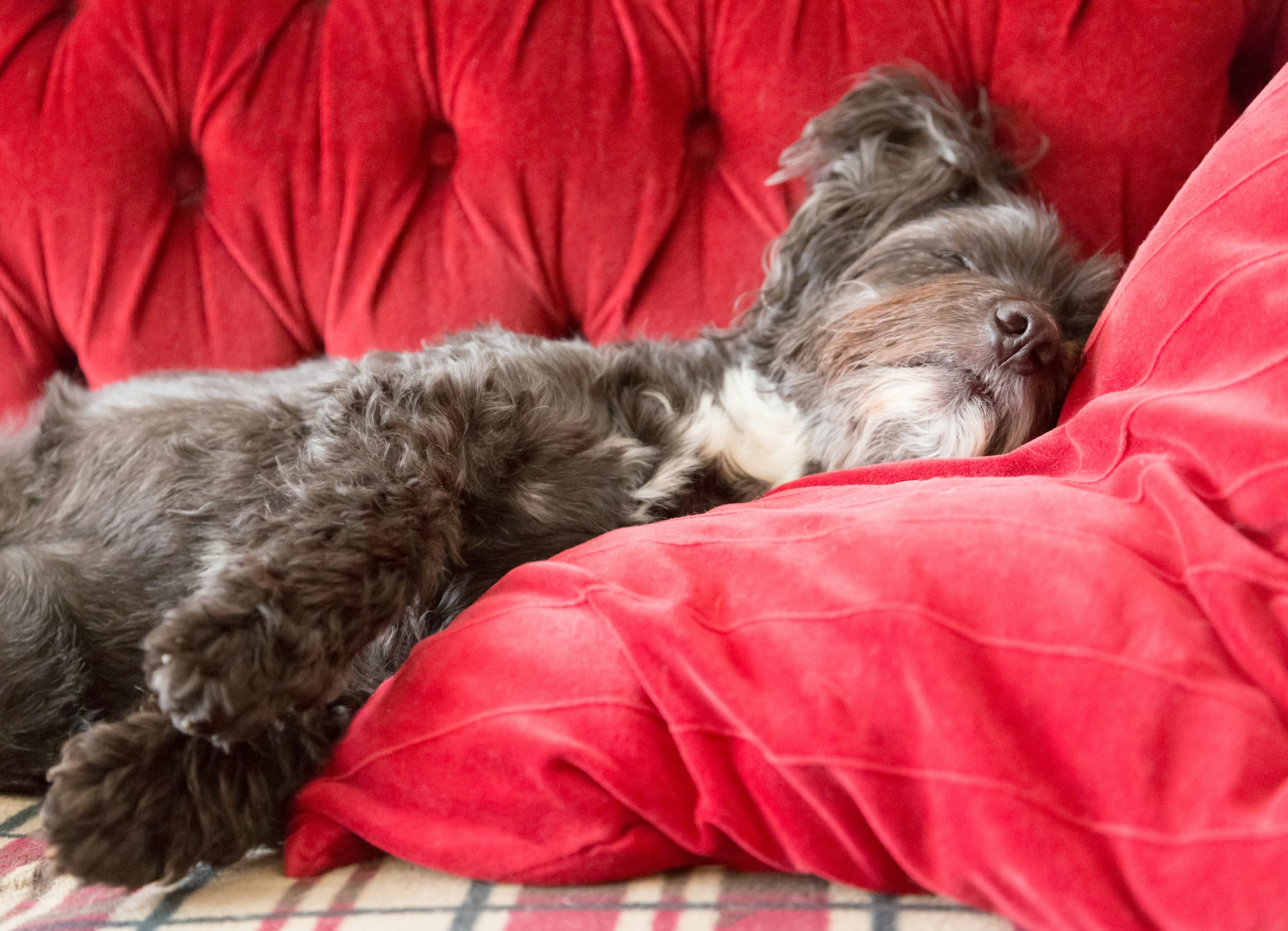 dog napping on sofa