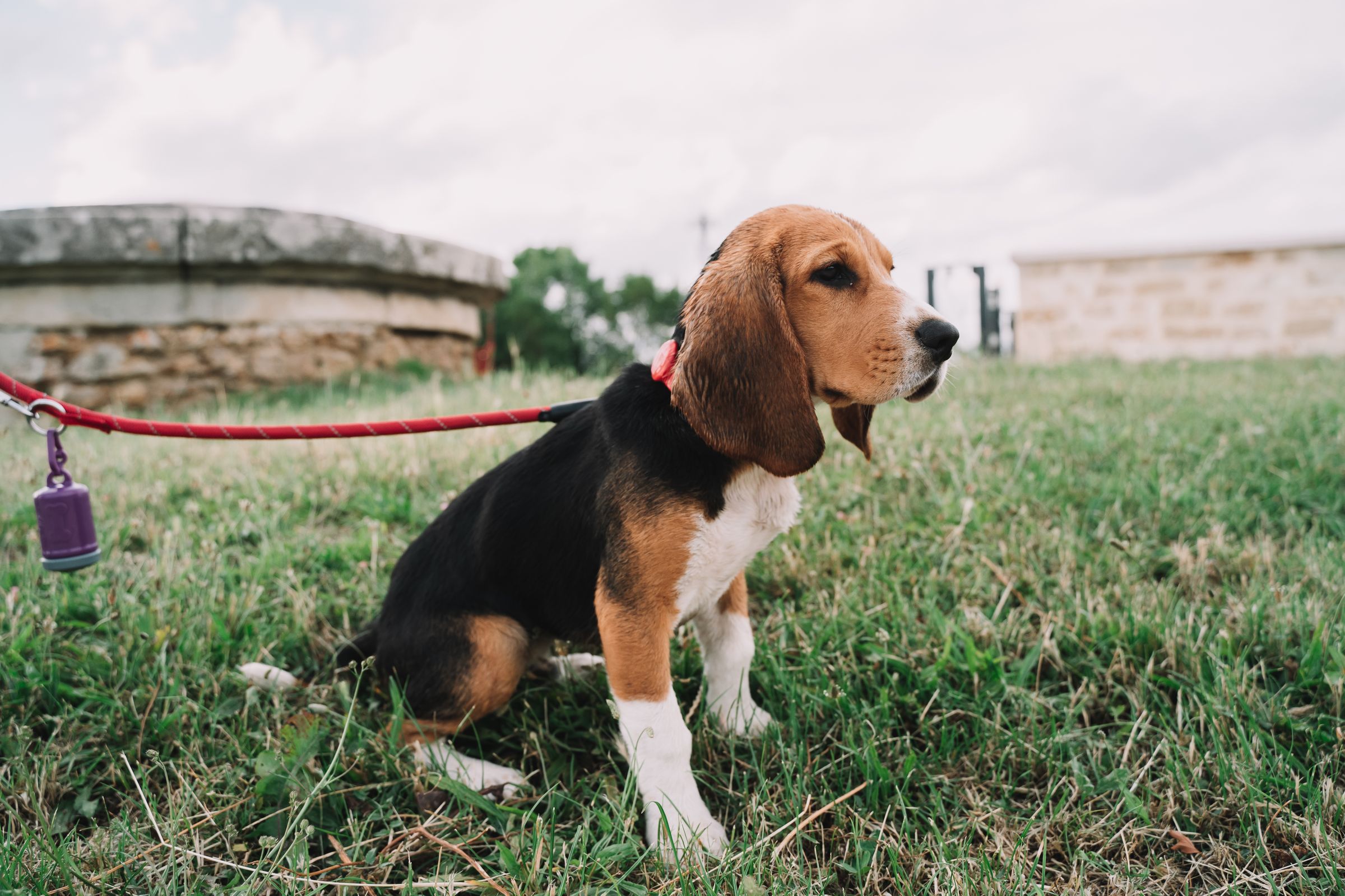 beagle on leash in park