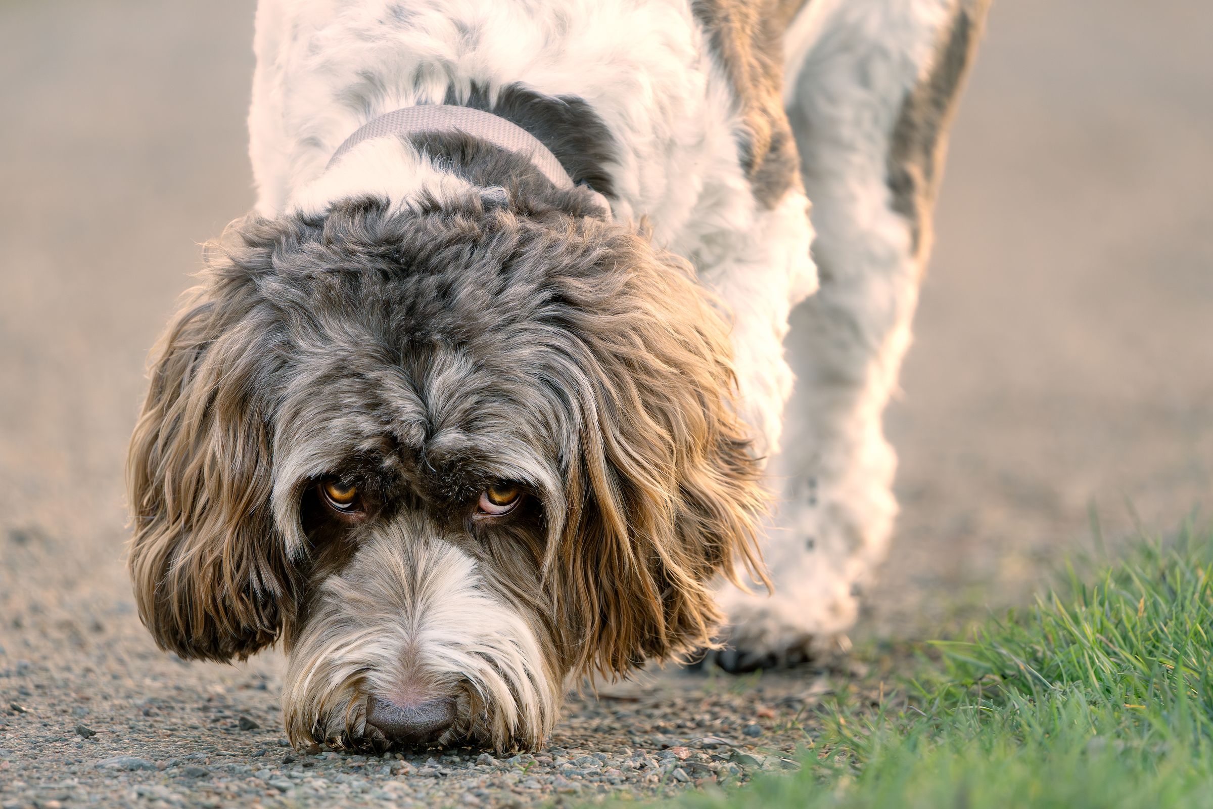 labradoodle sniffing path