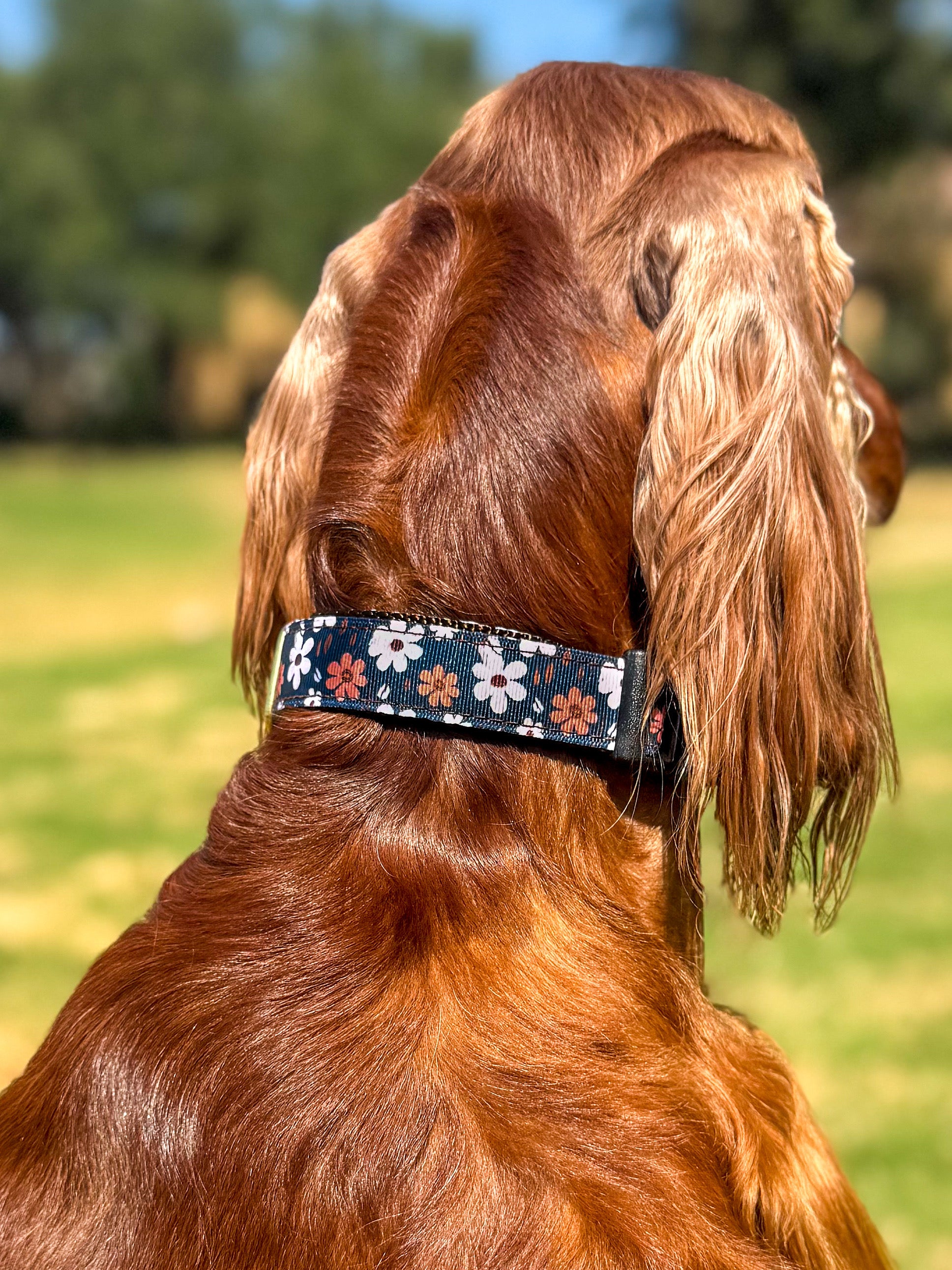 autumn meadow collar irish setter