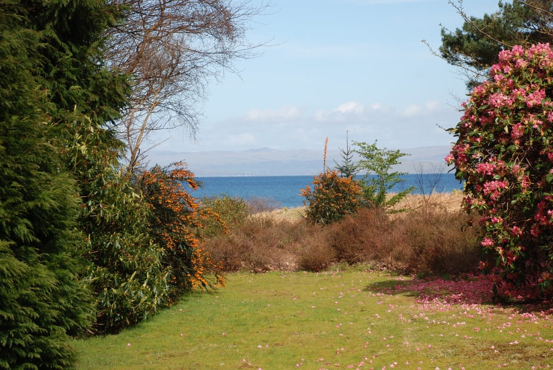 The garden