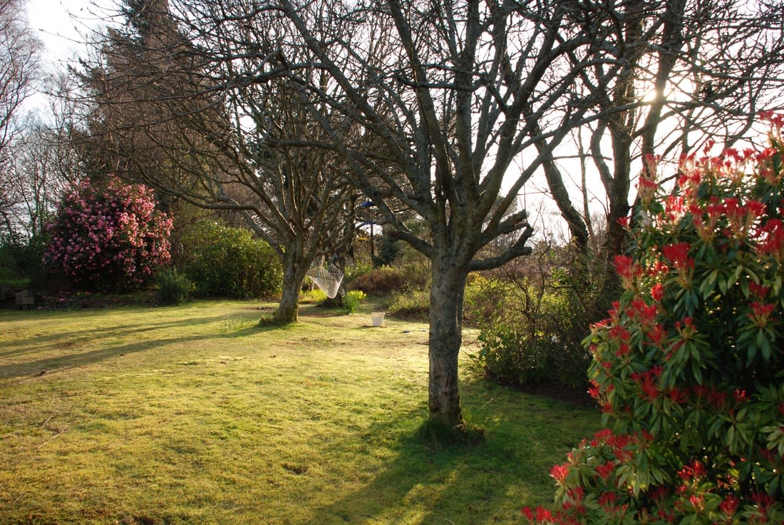 The garden