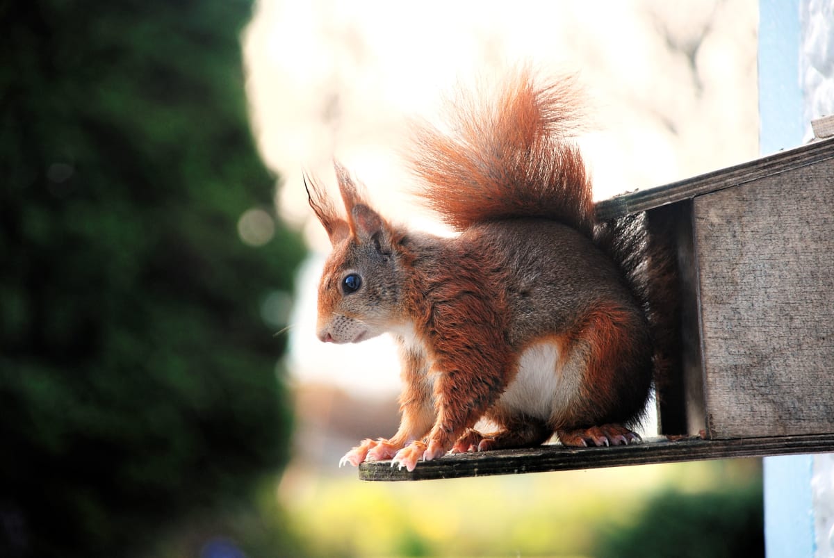 Red squirrel on Arran
