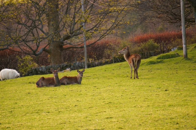 Red deer on Arran
