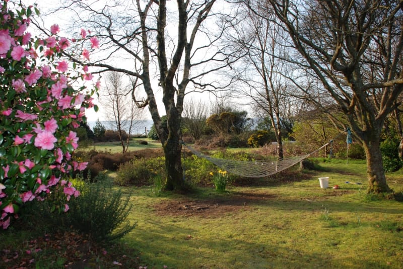 The garden