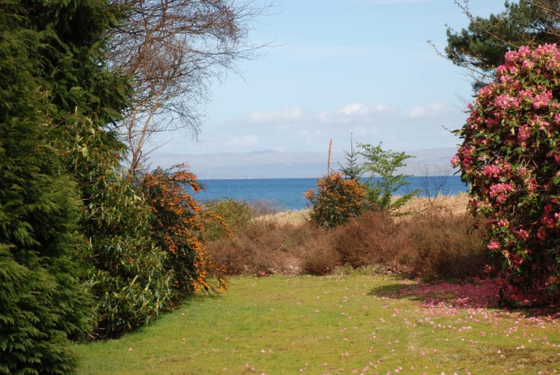 The garden