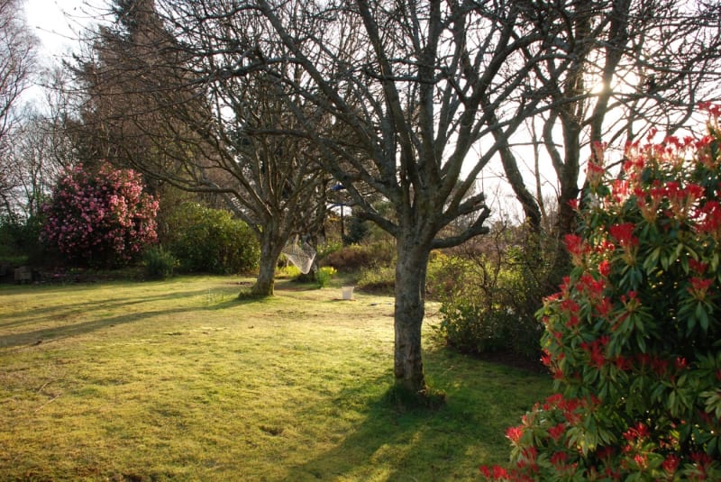 The garden