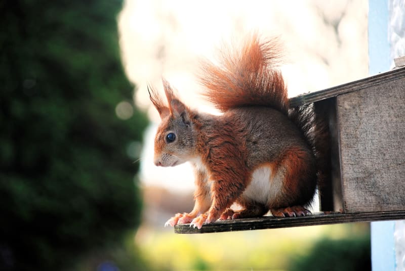 Red squirrel