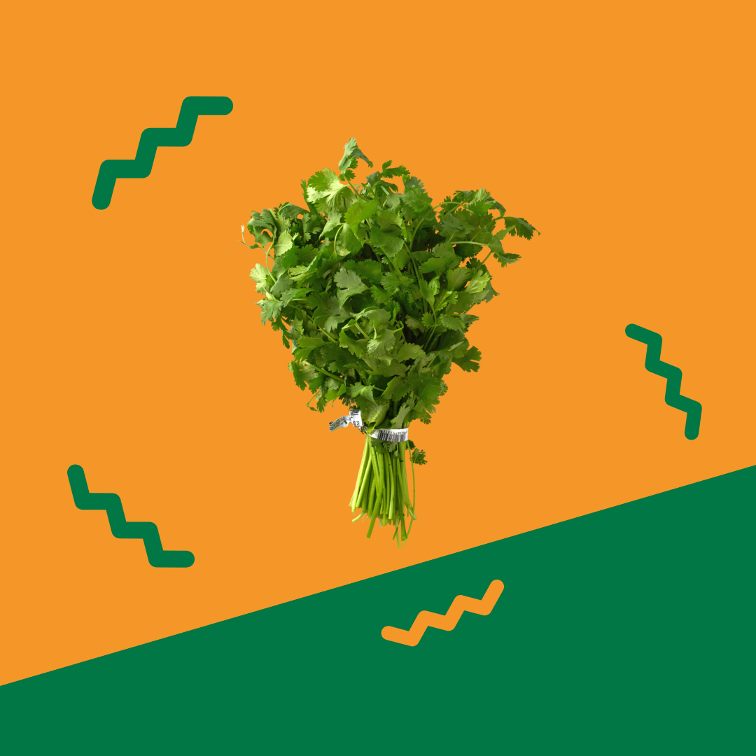 Cilantro