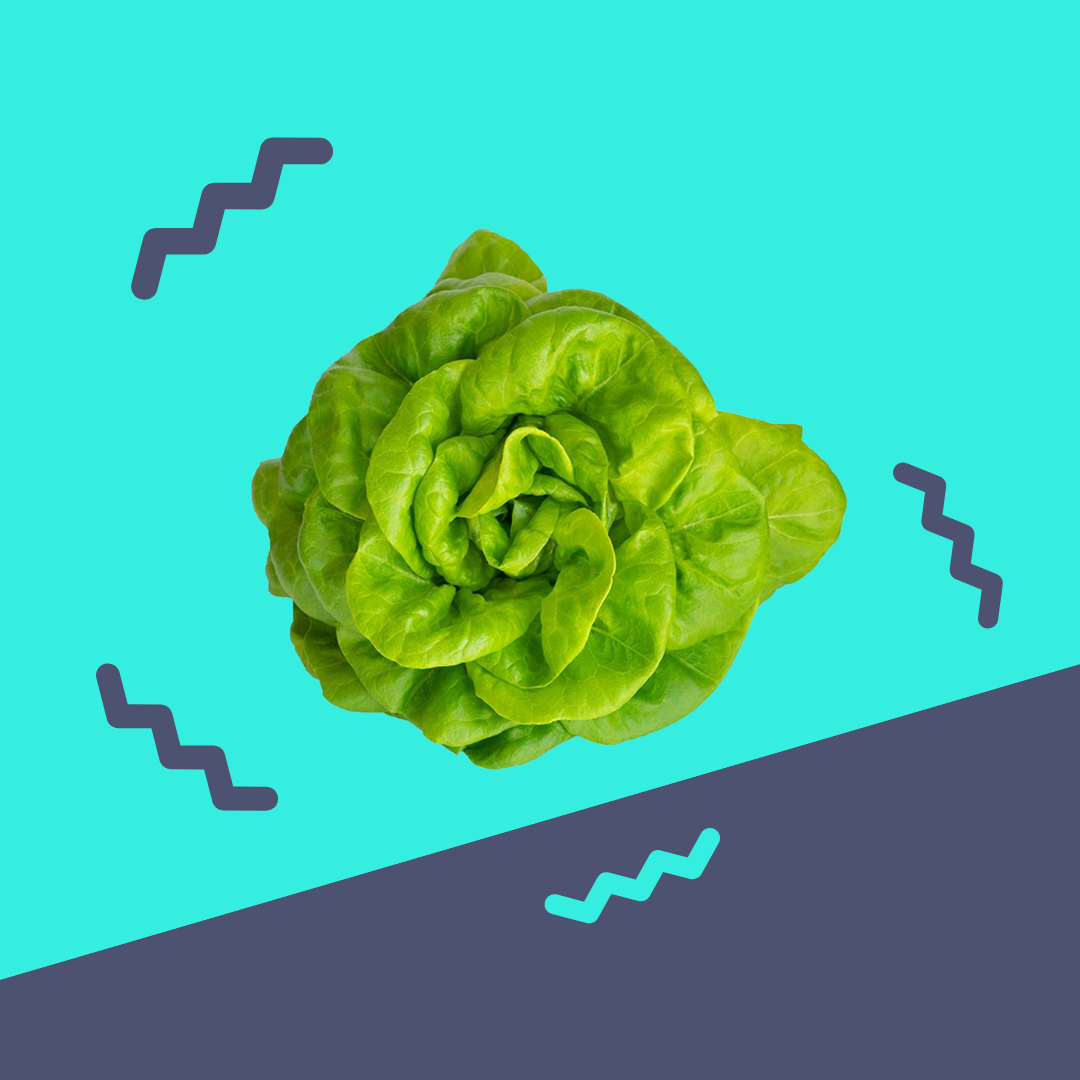 Living Lettuce, Bibb