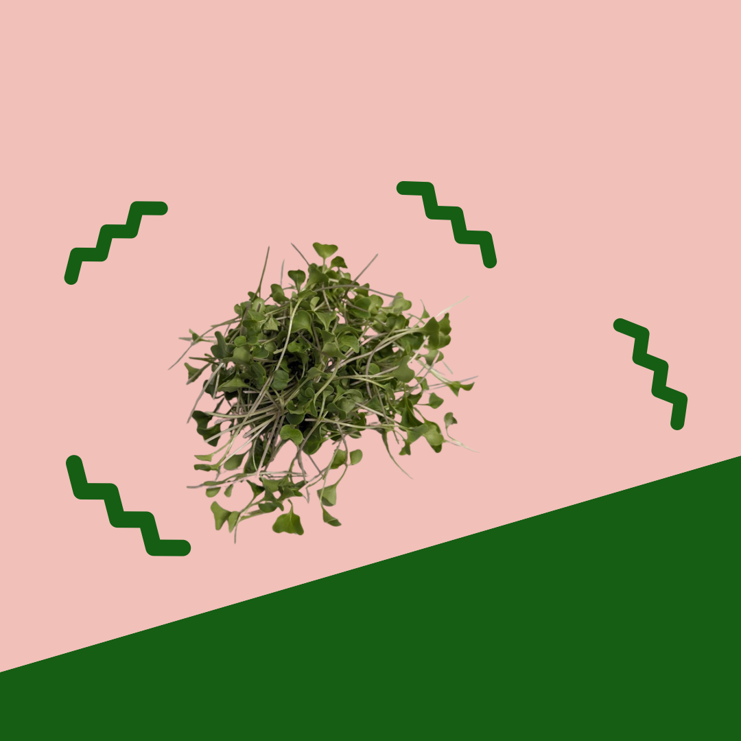 Microgreens, Broccoli