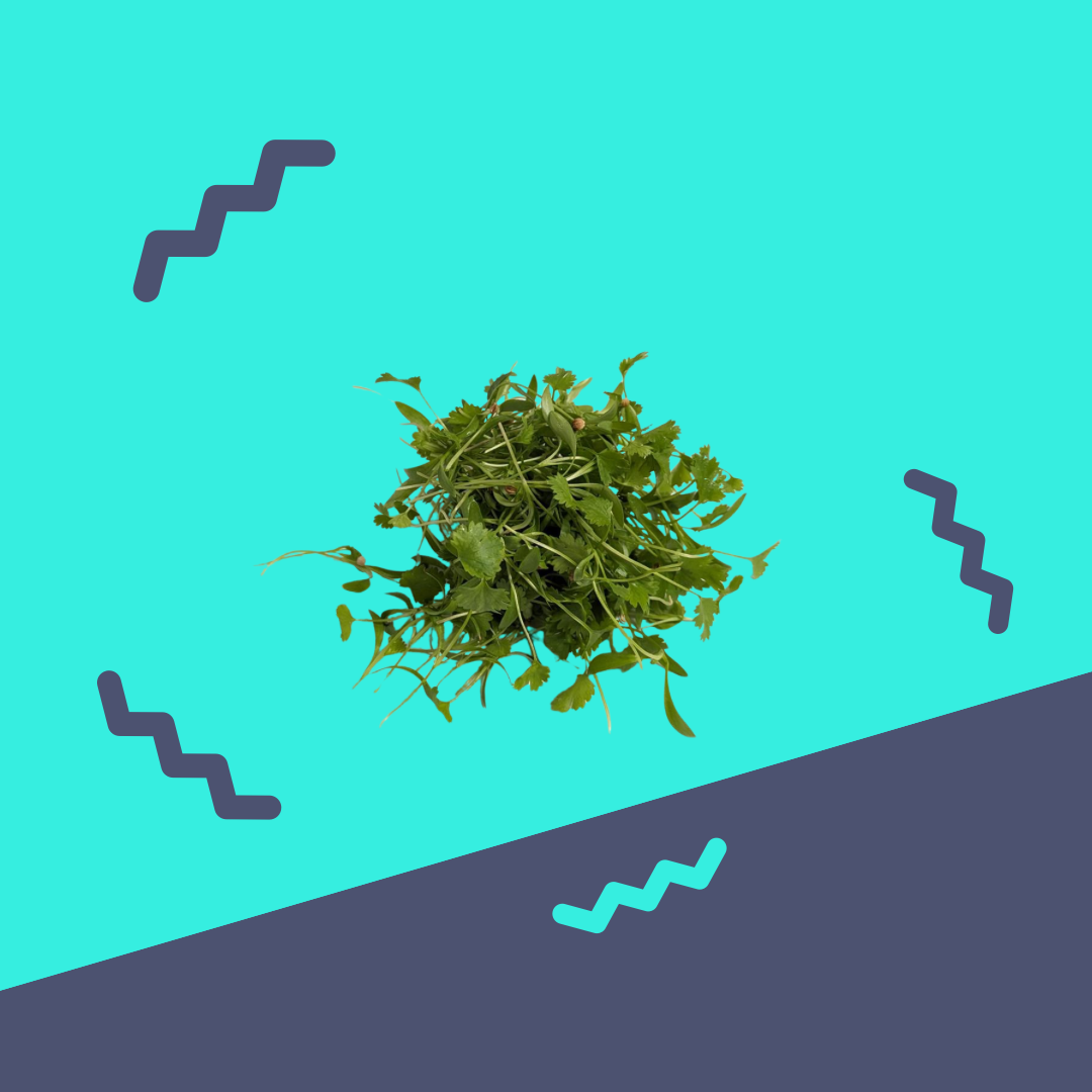Microgreens, Cilantro