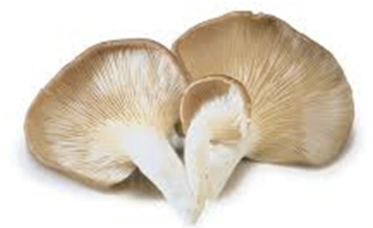 Mushrooms, Oyster