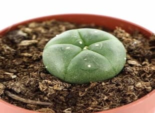 Peyote Lophophora williamsii