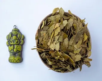 Hojas de Coca Ayu Sierra Nevada Santa Marta