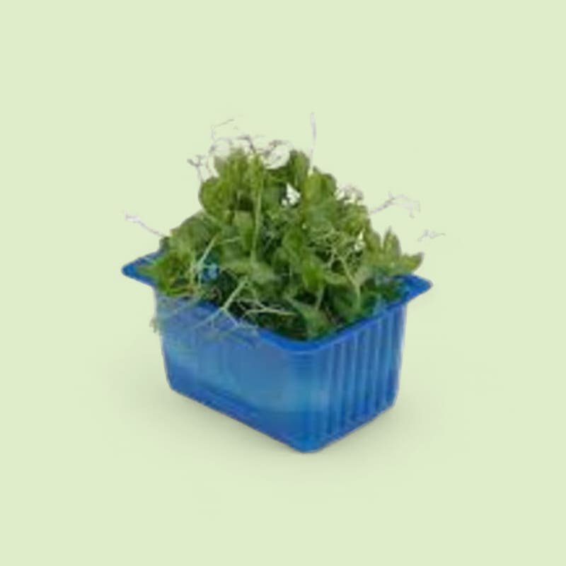 Affila cress barquette